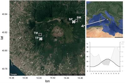 Wood Growth in Pure and Mixed Quercus ilex L. Forests: Drought Influence Depends on Site Conditions